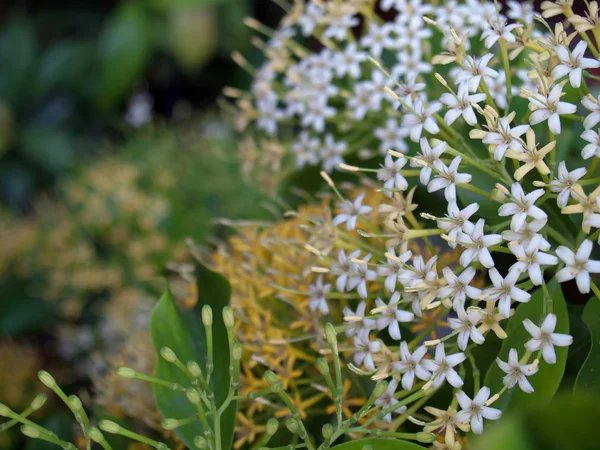 Buah karang orman çiçeği — Stok fotoğraf