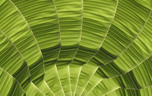 Banana foliage — Stock Photo, Image