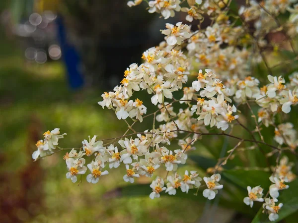 Brilho de Oncidium — Fotografia de Stock