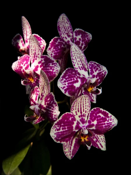 Phalaenopsis híbrido — Foto de Stock