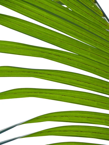Folhagem de palma Nipa — Fotografia de Stock