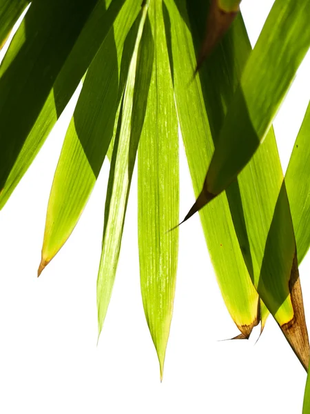 Бамбуковая листва — стоковое фото