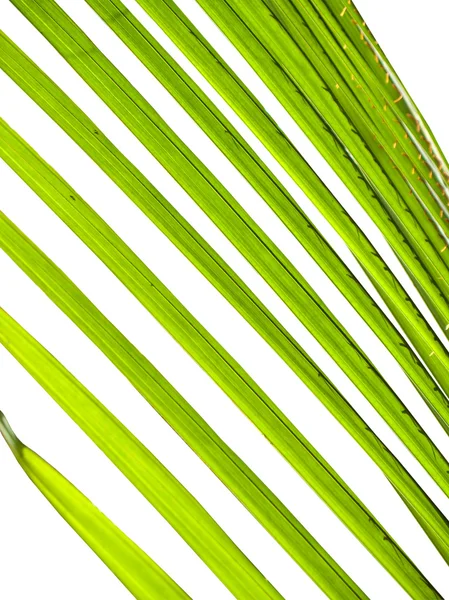 코코넛 잎 — 스톡 사진