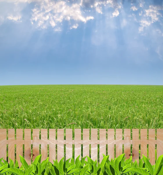 Bauerngarten — Stockfoto