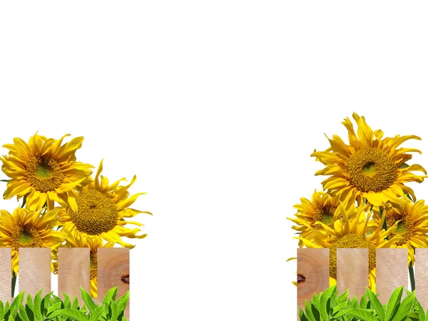Zonnebloemen en houten hek — Stockfoto