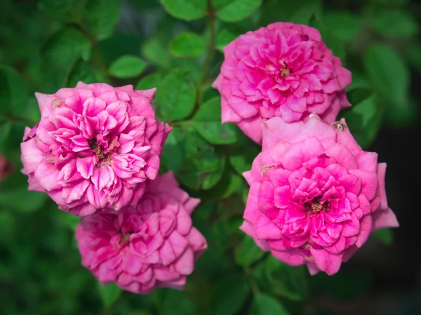 Rosa miniatura — Foto de Stock