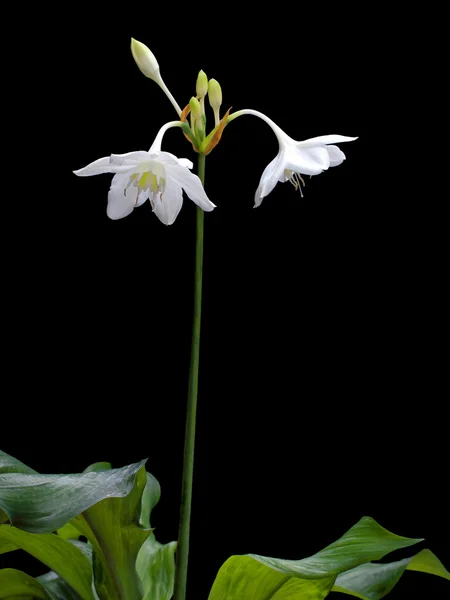Amazon lily — Stock Photo, Image