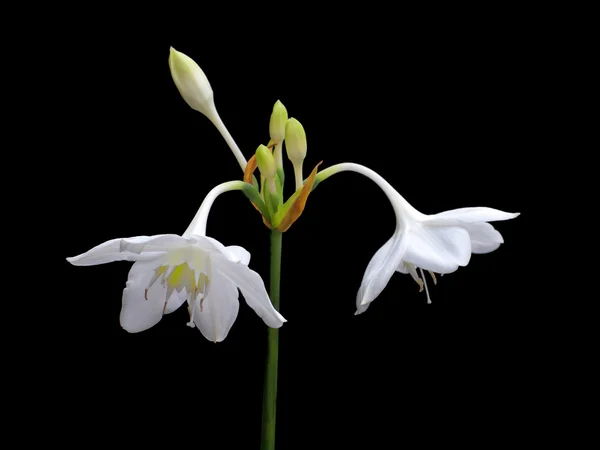 Amazon lily — Stock Photo, Image