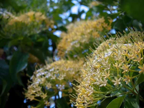 Buah Karang Forest blossom — Stockfoto