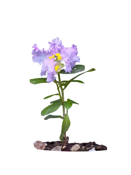 紫薇 — 图库照片