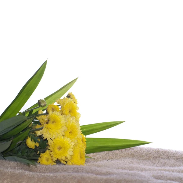 Crisantemo y spa — Foto de Stock