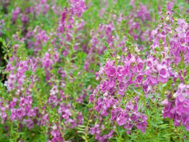 angelonia goyazensis çiçek