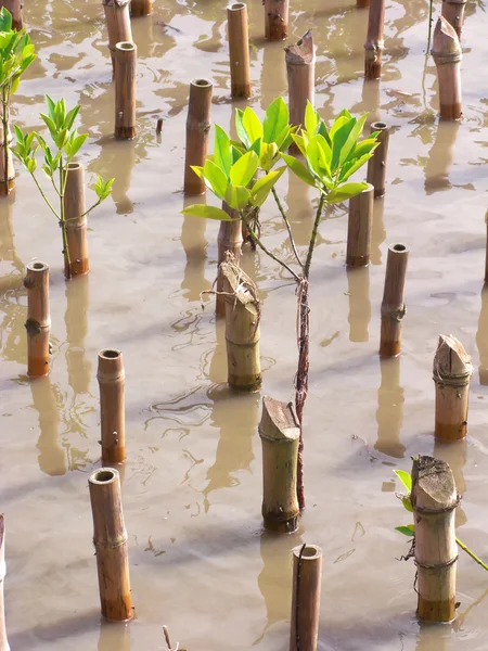 Reforestation — Stock Photo, Image