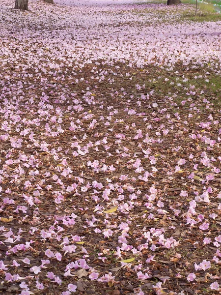 stock image Falling flowers