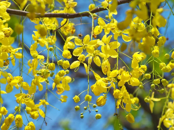 Kwiaty złoty deszcz — Zdjęcie stockowe