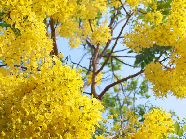Золотий дощ квіти — стокове фото