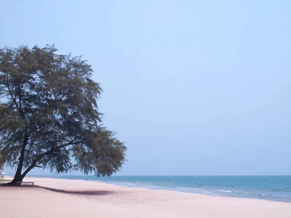 孤独的松树 — 图库照片