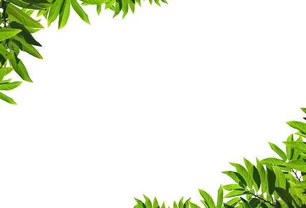 Doğal yeşil yaprak çerçeve — Stok fotoğraf