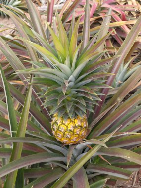 Ananas.