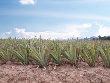 ananas alanı