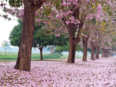 pembe trompet ağaç