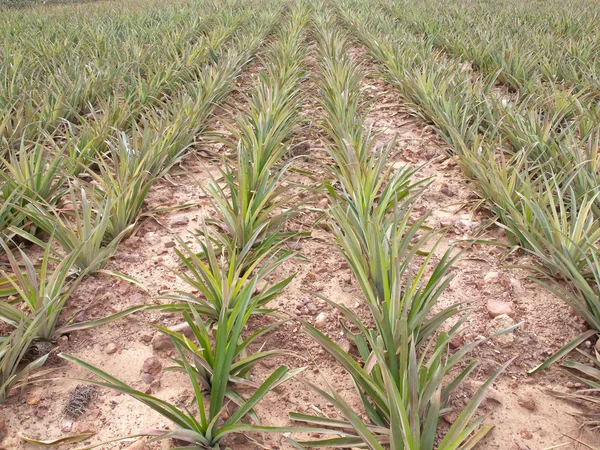 Pineapple field — Stock Photo, Image