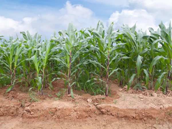 Maïs boerderij — Stockfoto