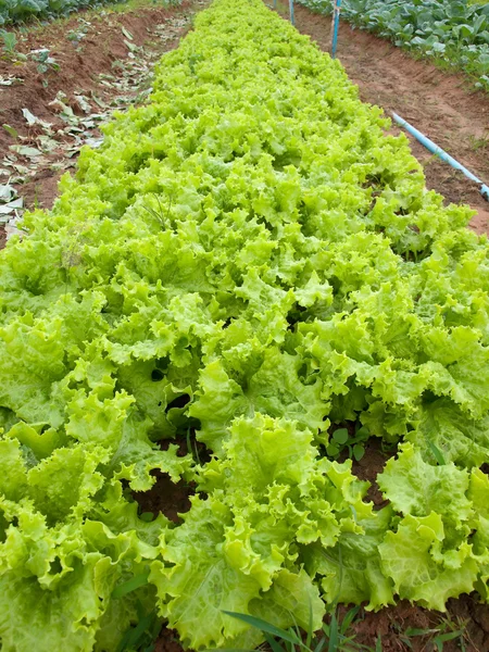 Lettuce field.