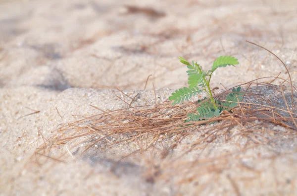 Kleine junge Pflanze — Stockfoto