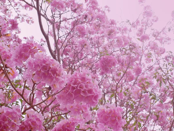 Pink sweet dream feeling — Stock Photo, Image