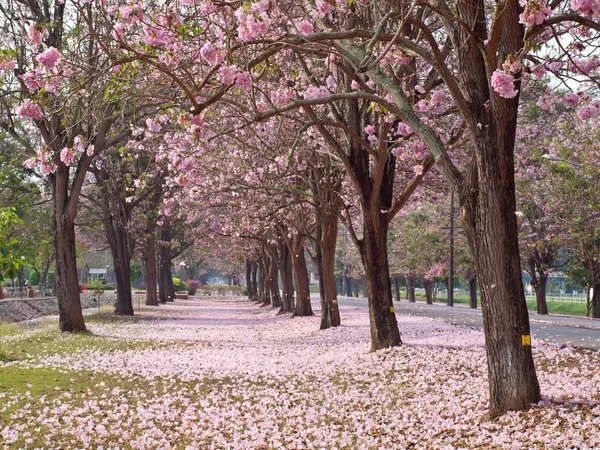 Pembe trompet ağaç — Stok fotoğraf