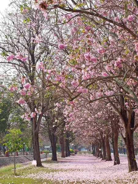 Pembe trompet ağaç — Stok fotoğraf