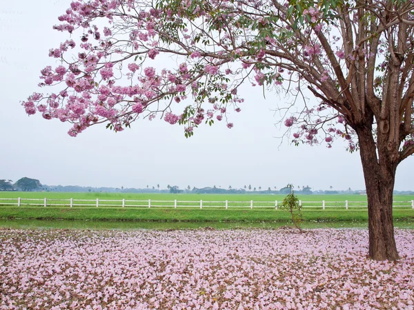 Rózsaszín trombita fa — Stock Fotó