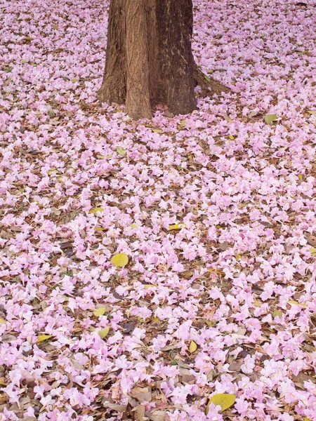 Terompet Pohon merah muda — Stok Foto