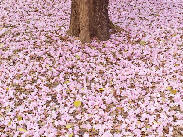 Terompet Pohon merah muda — Stok Foto
