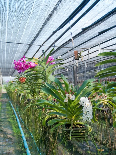 Orkide bitki Kreş — Stok fotoğraf