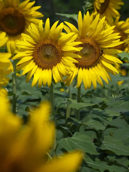 Auringonkukkapelto — kuvapankkivalokuva