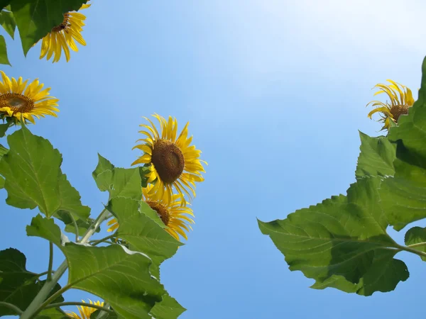 Природний каркас соняшників — стокове фото