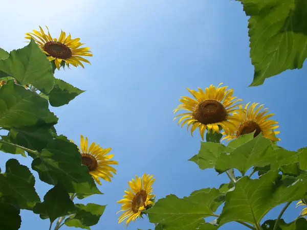 Naturalny frame słoneczników — Zdjęcie stockowe