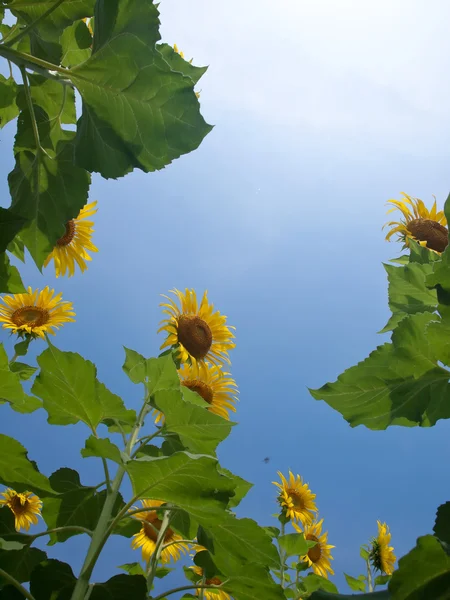 Přírodní rámec slunečnice — Stock fotografie
