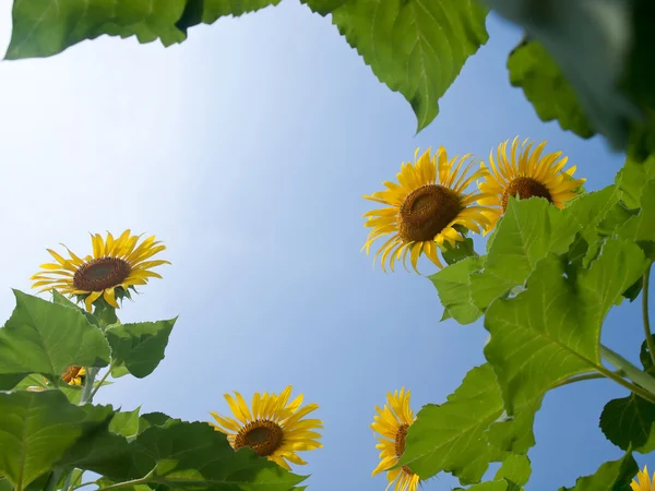 Natuurlijke frame met zonnebloemen — Stockfoto