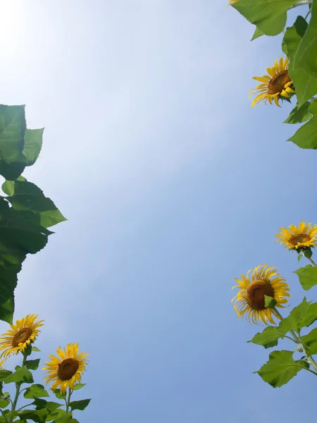 Natürlicher Rahmen aus Sonnenblumen — Stockfoto