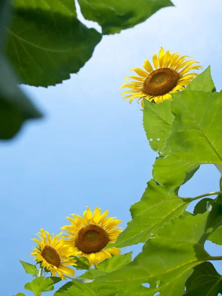 Luonnollinen runko auringonkukkia — kuvapankkivalokuva