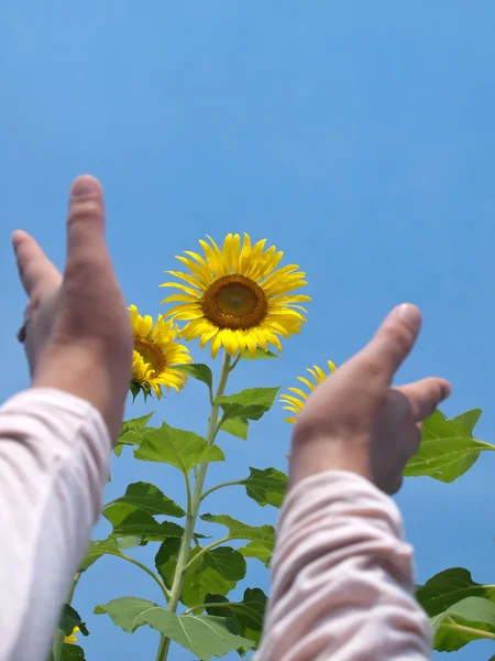 Reiken aan zonnebloemen — Stockfoto