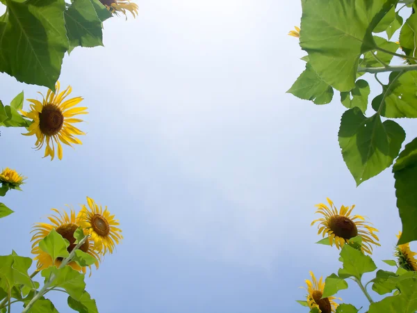Natural frame of sunflowers — Stock Photo, Image