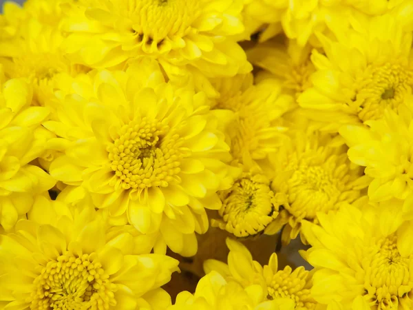 Chrysanthemum — Stock Photo, Image