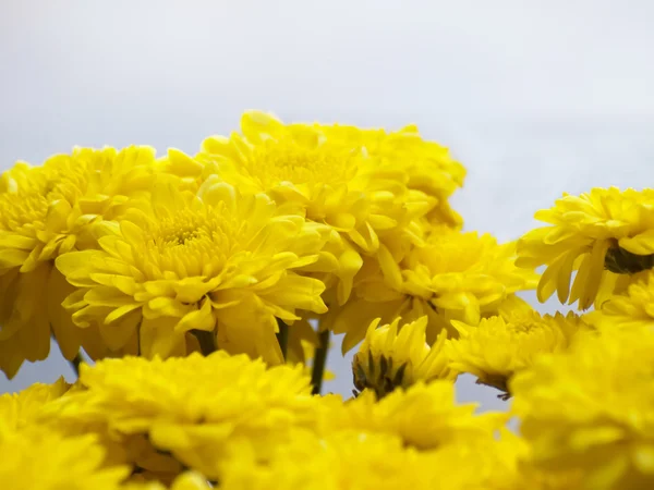 Хризантеми — стокове фото