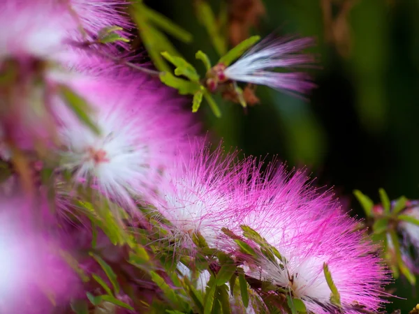 Pink powderpuff — Stock Photo, Image