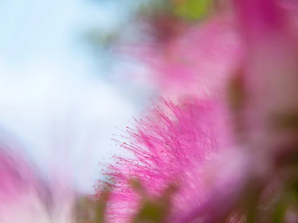 Pó-de-rosa — Fotografia de Stock