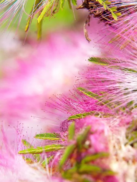 stock image Pink powderpuff